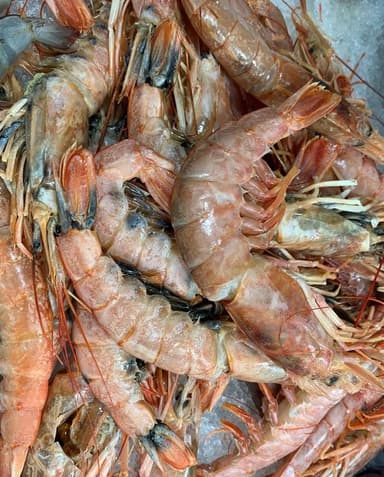 Креветка Аргентинська з головою L1