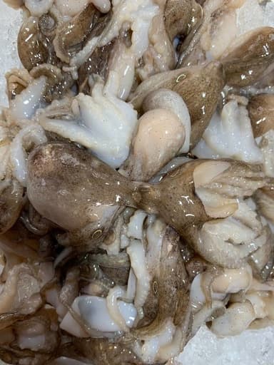 Бебі-восьминіг з В'єтнаму