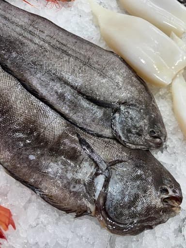 Морський язик